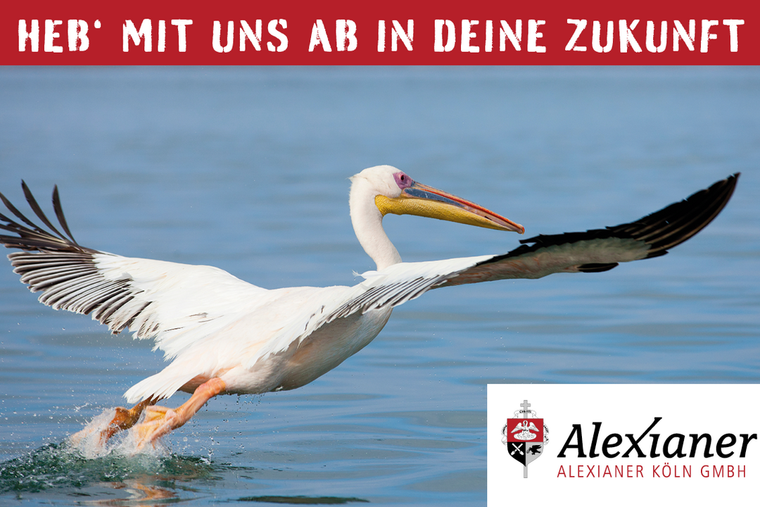 Ein Pelikan hebt von der Wasseroberfläche ab